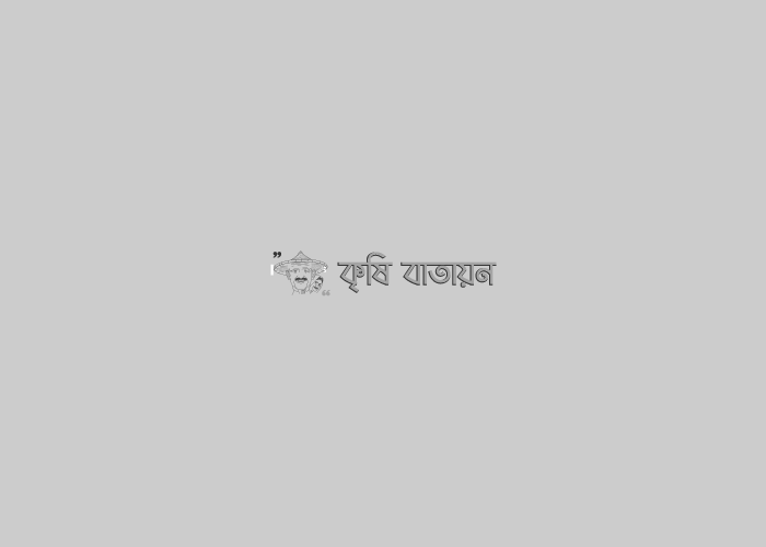 ছাদ বাগান