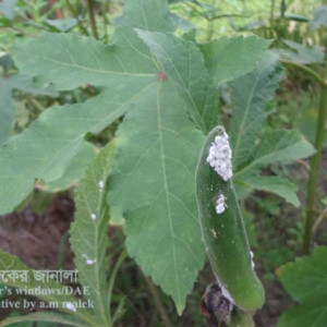 ঢেঁড়শের ছাতরা পোকা