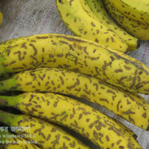 কলার পাতা ও ফলের বিটল