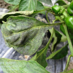 মিষ্টি মরিচের সুটিমোল্ড রোগ