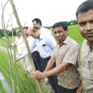 এলএলপি এবং পার্চিং