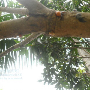 আমের আঠা ঝড়া রোগ বা গামোসিস