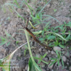 মিষ্টি মরিচের আগা মরা রোগ