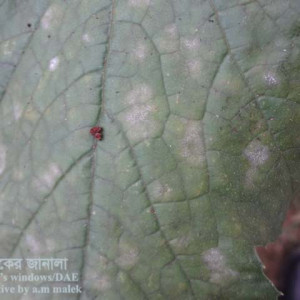 স্কোয়াশের পাউডারী মিলডিউ রোগ