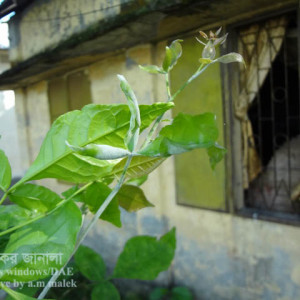 বেলের পাউডারি মিলডিউ রোগ