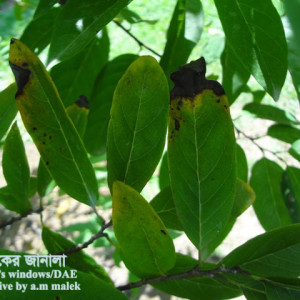 শরিফার পাতাপোড়া রোগ